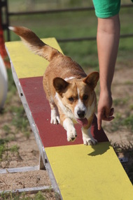 Agility Teeter